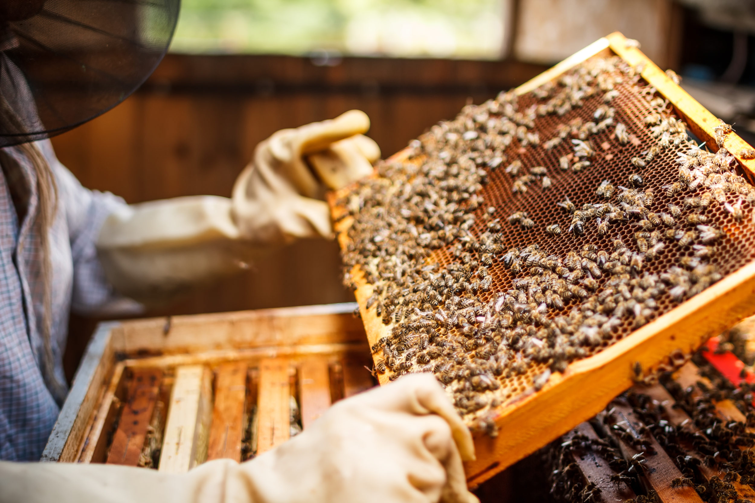 "Women for Bees", le programme Guerlain x UNESCO 9
