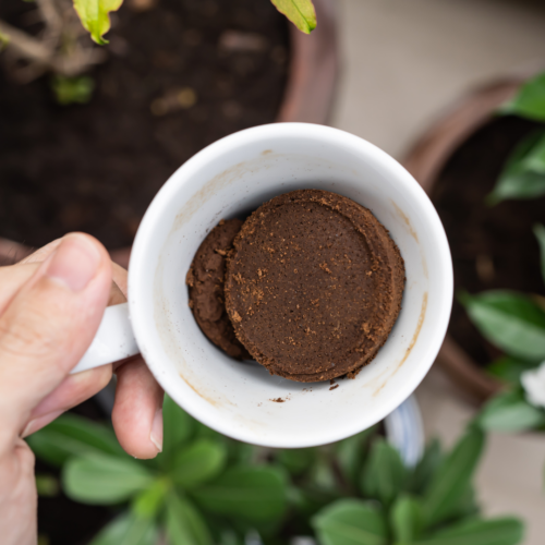Café périmé : Découvre toutes les astuces pour profiter des bienfaits des marcs de café 5
